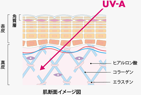 肌断面イメージ図