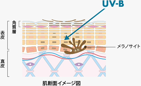 肌断面イメージ図