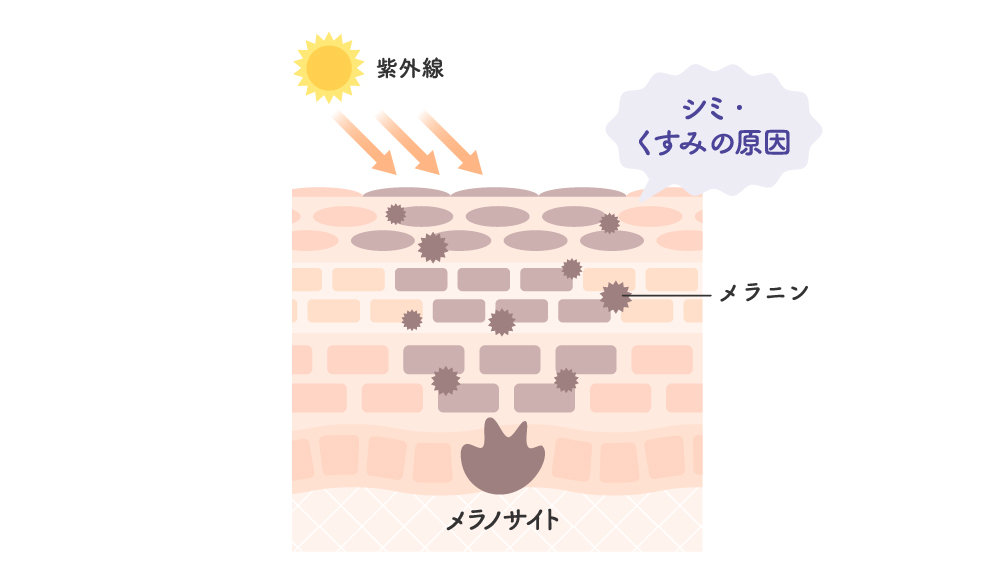 紫外線の影響