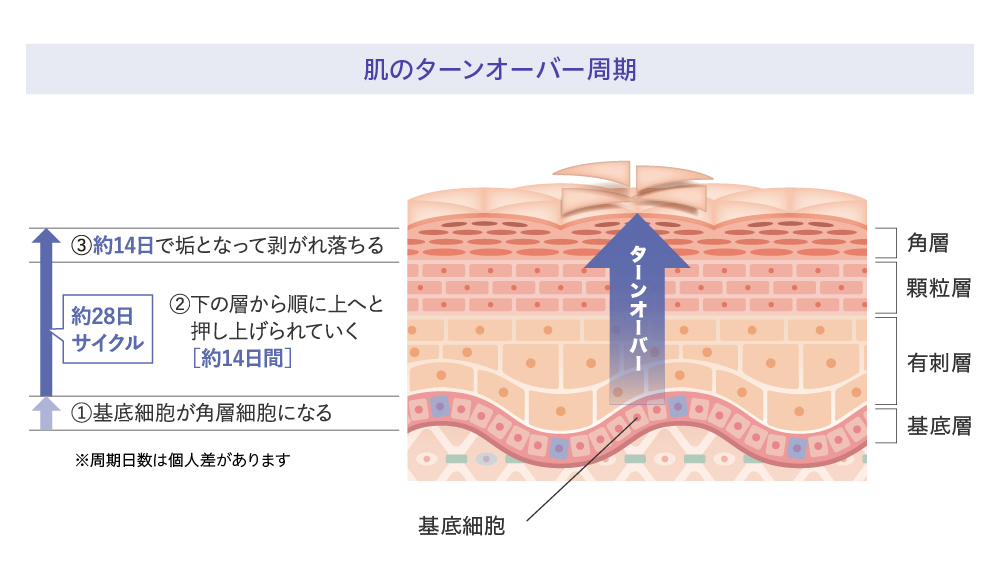 肌のターンオーバー周期